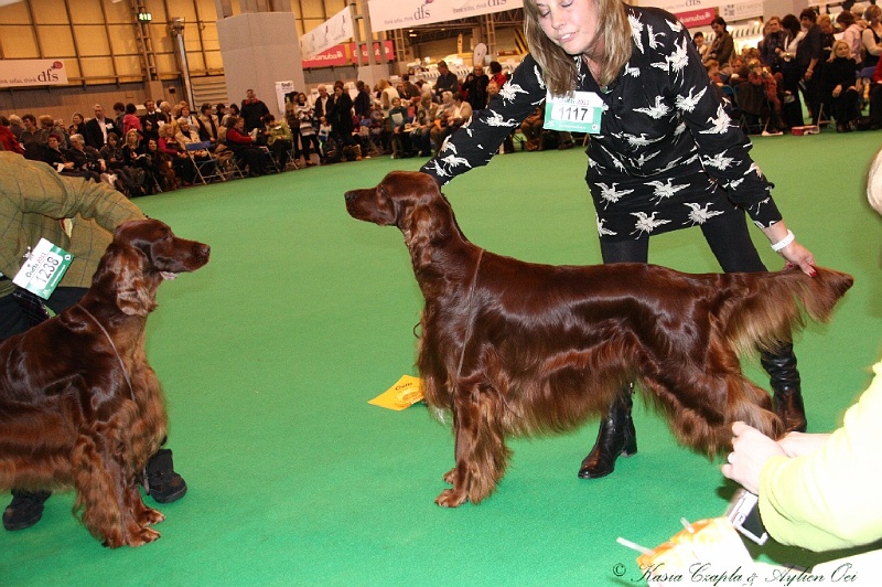 Crufts2011_2 103.jpg